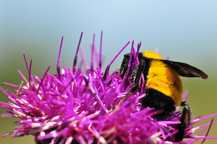 As with most thistles, Graham’s Thistle attracts many different insects including bees, wasps and butterflies. Here a bumblebee of the genus Bomus takes nectar from deep within the floral tubes. Cirsium grahamii